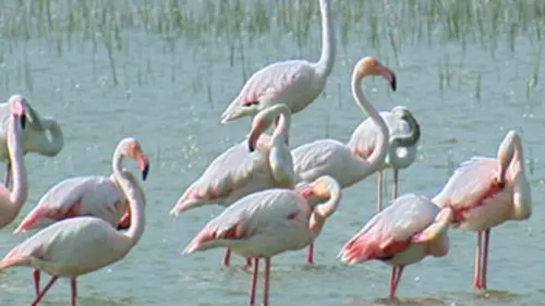 Animaux du littoral E01 Des Açores aux Pyrénées