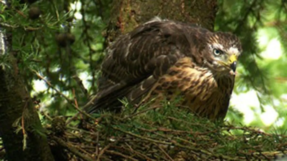 Animaux du pays de Galles E01 Cap au sud