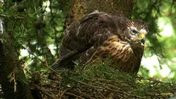 Visuel de Animaux du pays de Galles