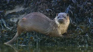 Les terres du milieu