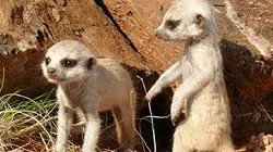 Visuel de Animaux en demeure