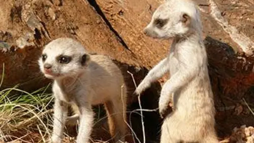 Animaux en demeure