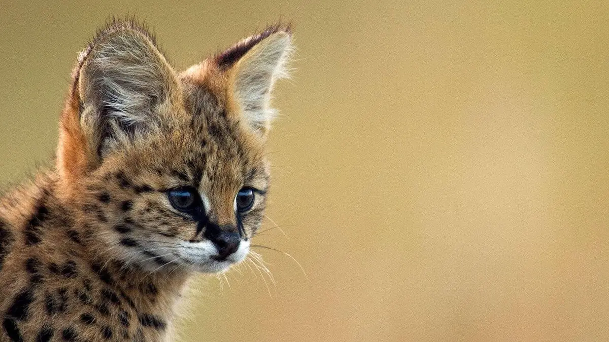 Animaux hybrides de compagnie