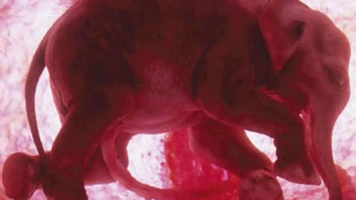 Animaux in utero Mammifères