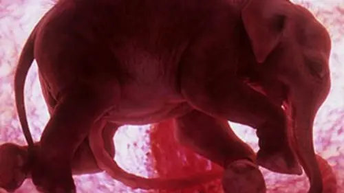 Animaux in utero