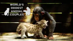 Animaux : incroyables amitiés