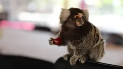 Animaux : incroyables amitiés