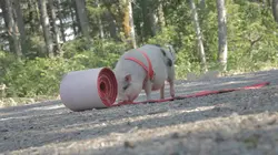 Animaux : incroyables amitiés