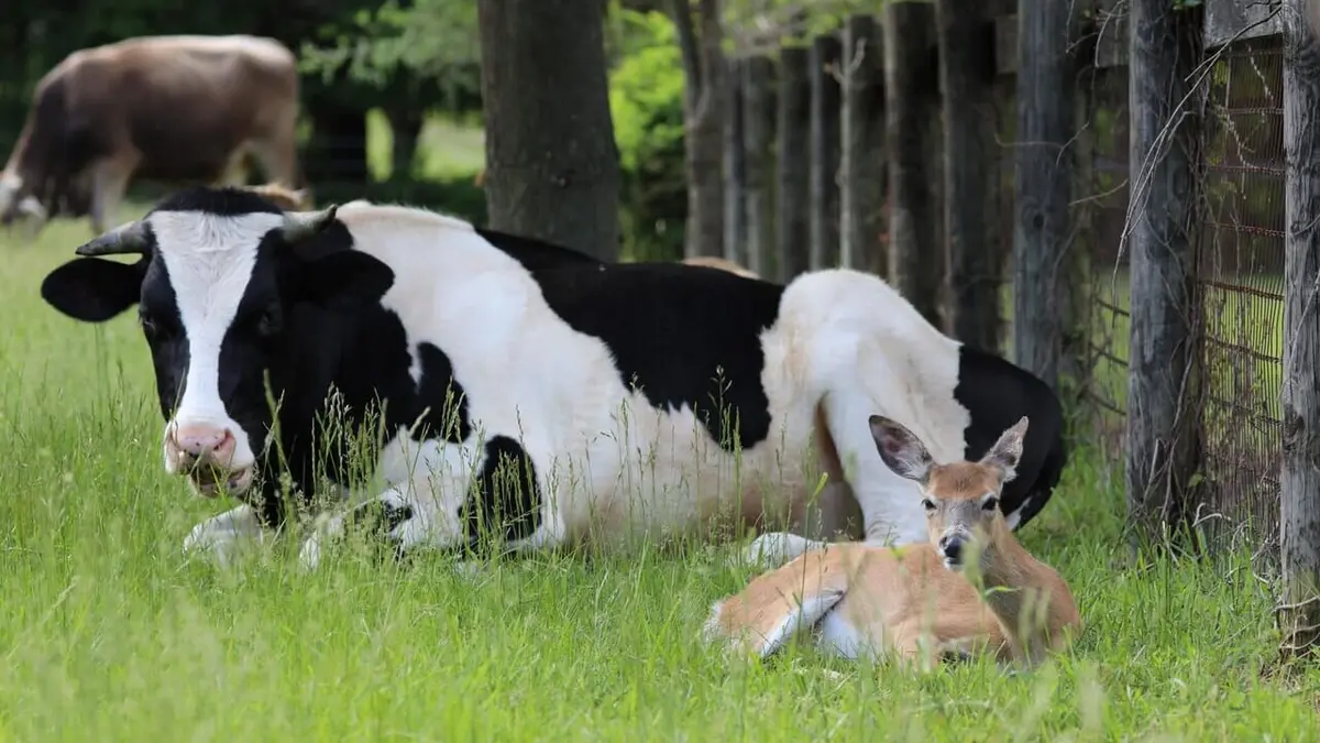 Animaux : incroyables amitiés Nés pour être différents