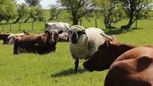 Animaux : incroyables amitiés Un ami dans le besoin