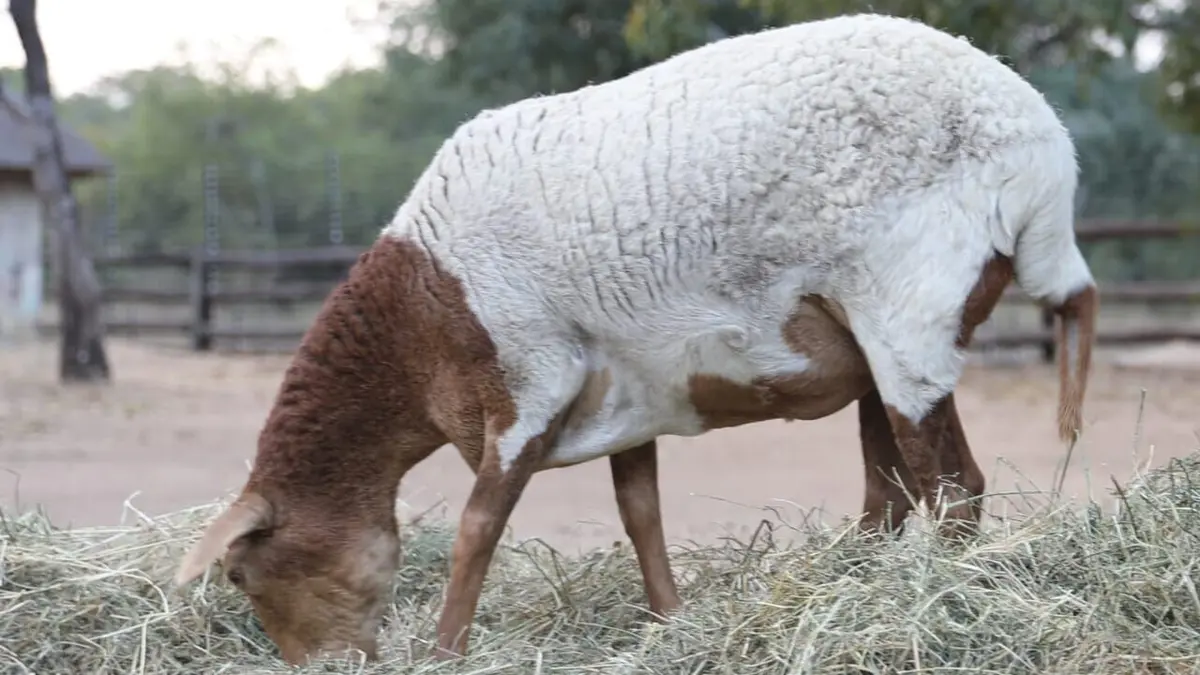 Animaux : incroyables amitiés Les juniors