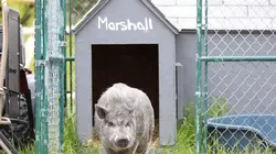 Animaux : incroyables amitiés Copains comme cochons