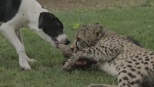 Animaux : incroyables amitiés