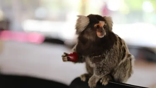 Animaux : incroyables amitiés Animaux en détresse