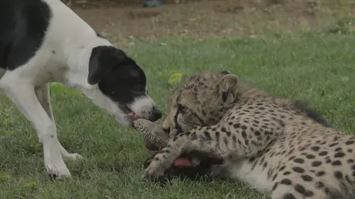 Animaux : incroyables amitiés Copains comme cochons