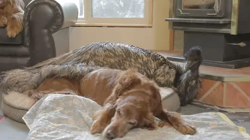 Animaux : incroyables amitiés Des refuges accueillants