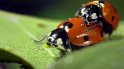 Animaux, l'art d'être parent