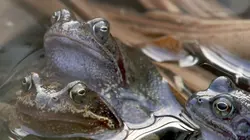 Animaux, l'art d'être parent