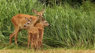 Animaux, l'art d'être parent Quand la famille s'agrandit