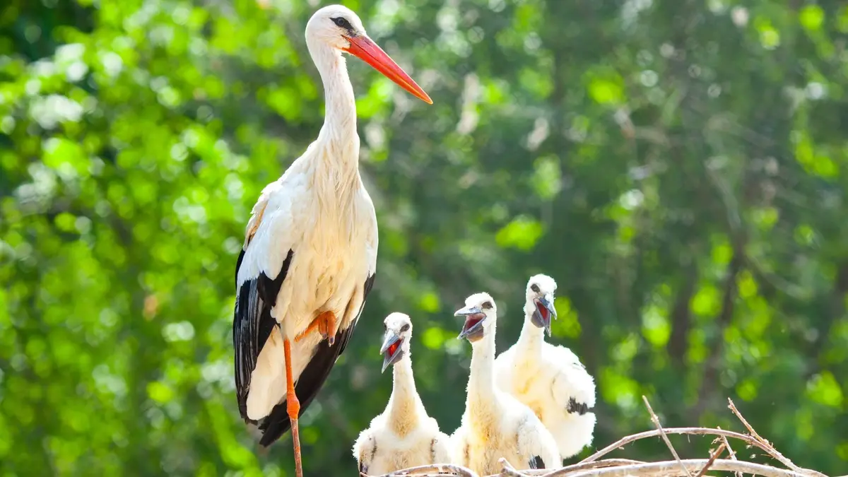 Visuel de Animaux, l'art d'être parent Quand la famille s'agrandit