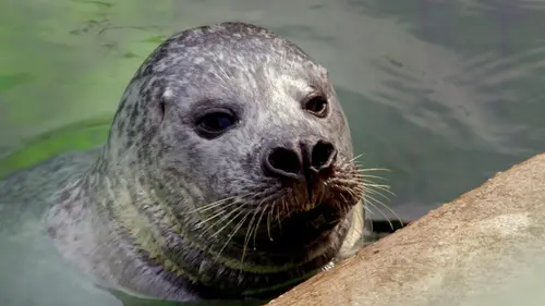 Animaux : Le rythme dans la peau ?
