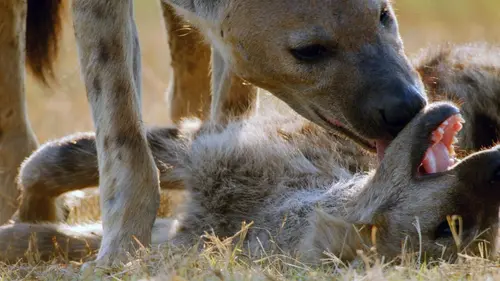 Animaux : le sexe en toute liberté