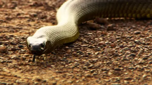 Animaux mortels d'Australie