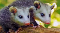 Animaux nettoyeurs, les alliés de la nature