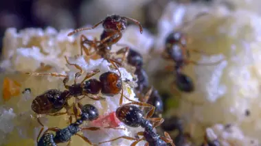 Animaux nettoyeurs, les alliés de la nature
