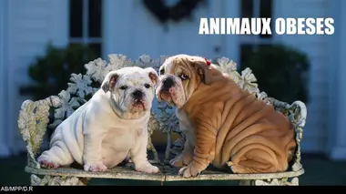 Animaux obèses