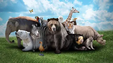 Animaux obèses E01
