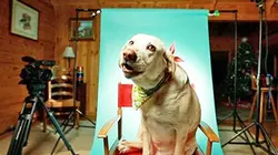 Animaux stars du web E01