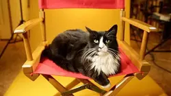 Épisodes de Animaux stars du web