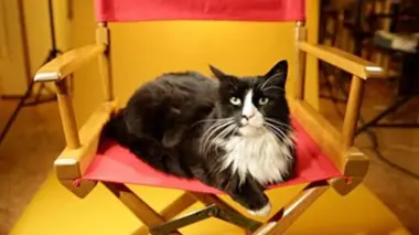 Animaux stars du web E07