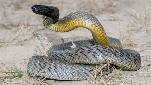Animaux toxiques : les espèces les plus mortelles Deserts and Oceans