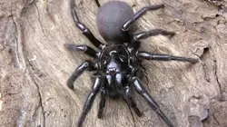 Sur Animaux à 20h38 : Animaux toxiques : les espèces les plus mortelles