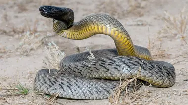 Animaux toxiques : les espèces les plus mortelles Déserts et océans