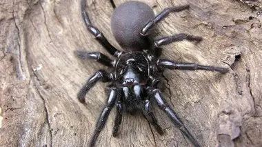 Animaux toxiques : les espèces les plus mortelles Forêts et plaines
