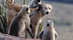 Visuel de Animaux trop humains