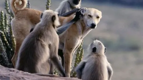 Animaux trop humains Le jeu animal