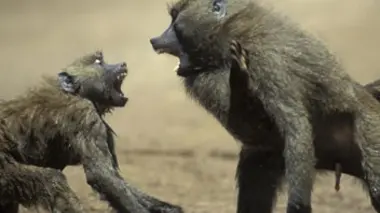 Les émotions animales