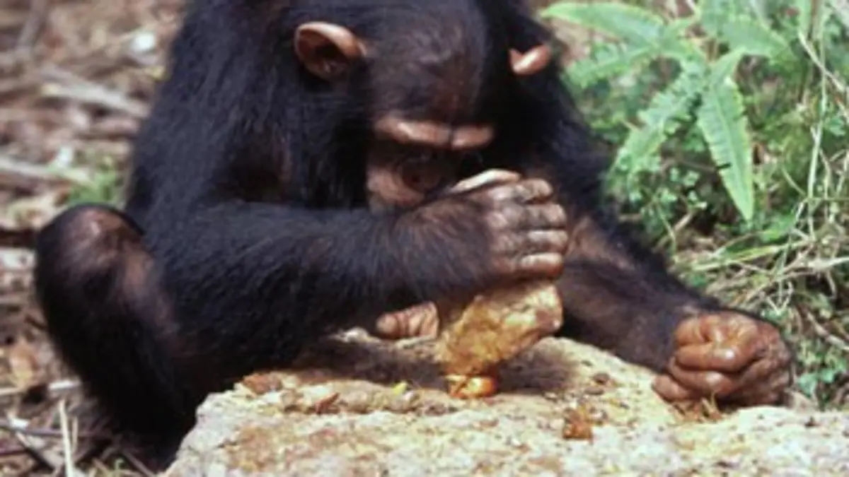 Animaux trop humains