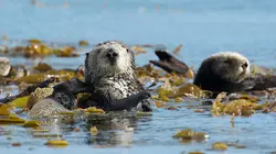 Animaux trop mignons