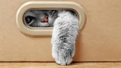 Animaux VIP Chats en folie