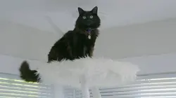 Animaux VIP : une bête de Réno S01E02 Appartement pour animal