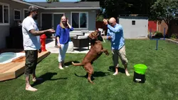 Animaux VIP : une bête de Réno S01E06 Chalet pour chien