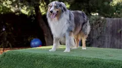 Animaux VIP Chienville, Etats-Unis