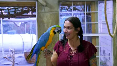 Palais pour perroquet