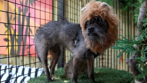 Animaux VIP Chienville, Etats-Unis