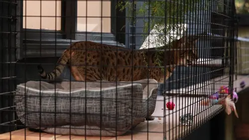 Animaux VIP Chats en folie